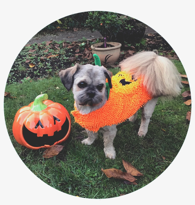 "two Pumpkins In The Garden" - Pug, transparent png #8431801
