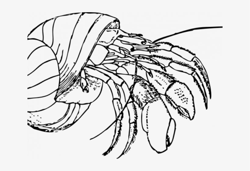 Hermit Crab Black And White, transparent png #8432280