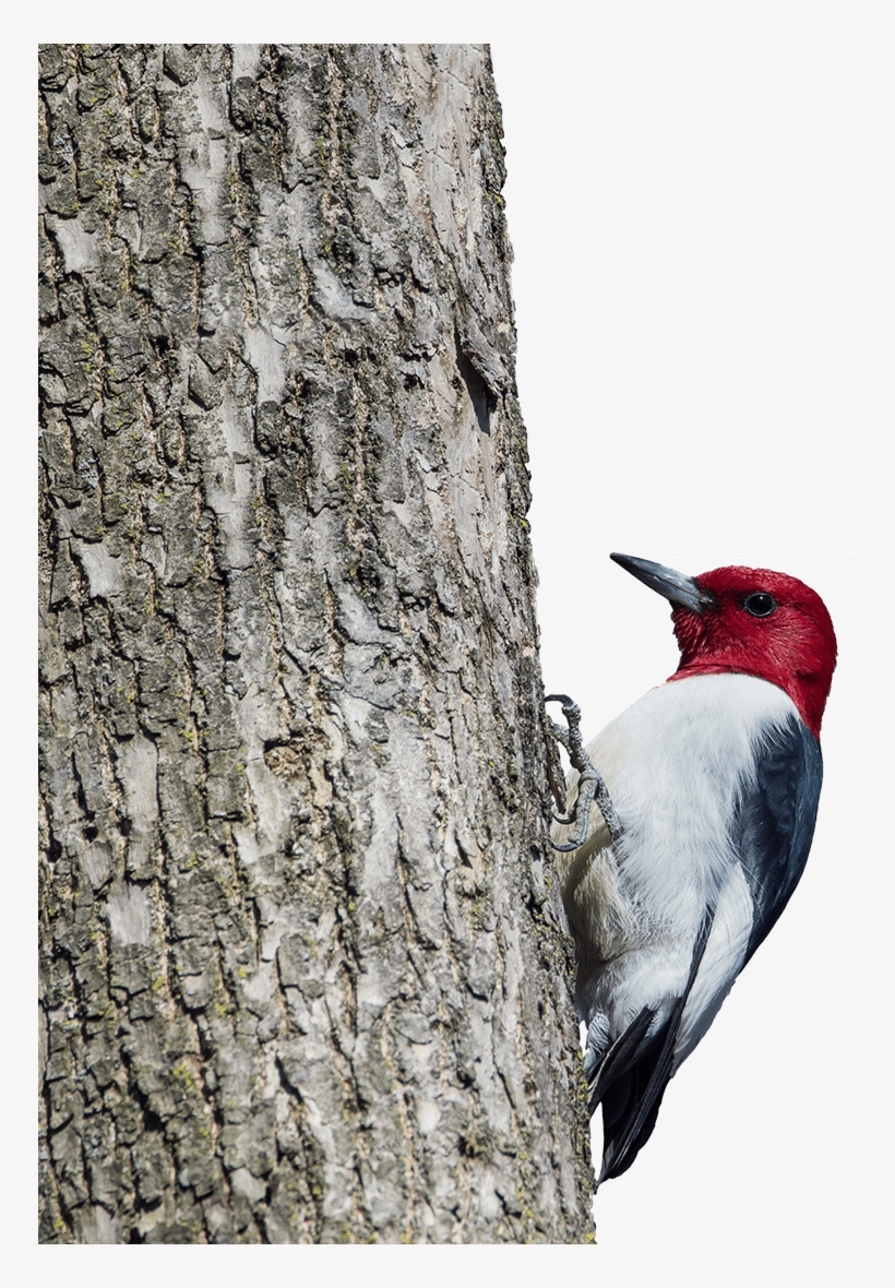 Red Headed Woodpecker, transparent png #8432745