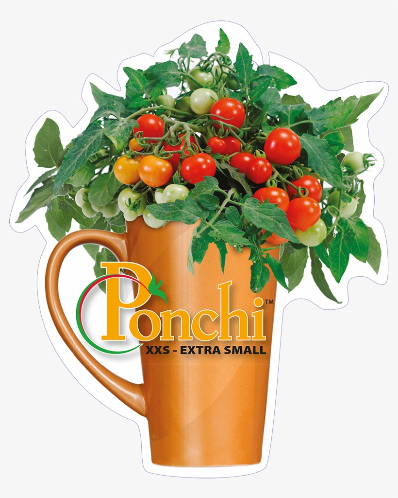 Click To Open Image Click To Open Image - Garden Roses, transparent png #8433024