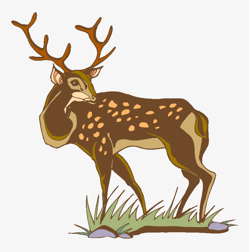 White-tailed Deer - Deer, transparent png #8433112