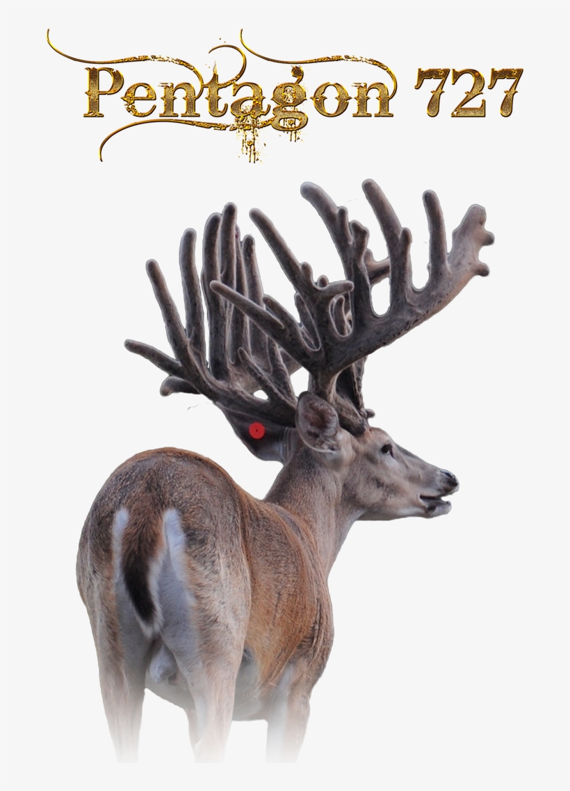 Elk, transparent png #8433237