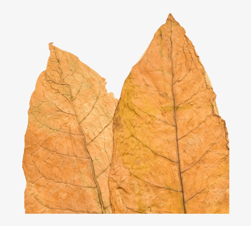 Tobacco Leaf - Gambel Oak, transparent png #8434159