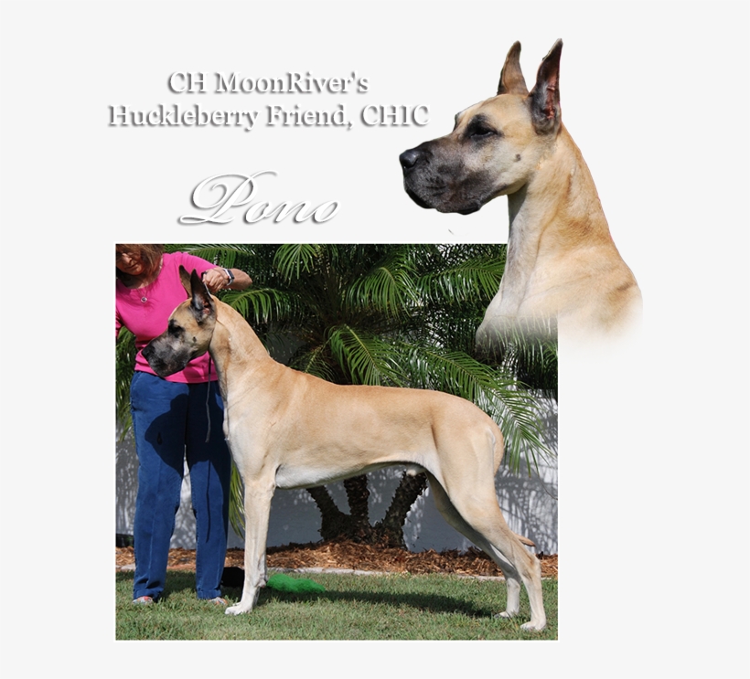 Ch Moonriver's Huckleberry Friend - Great Dane, transparent png #8435039