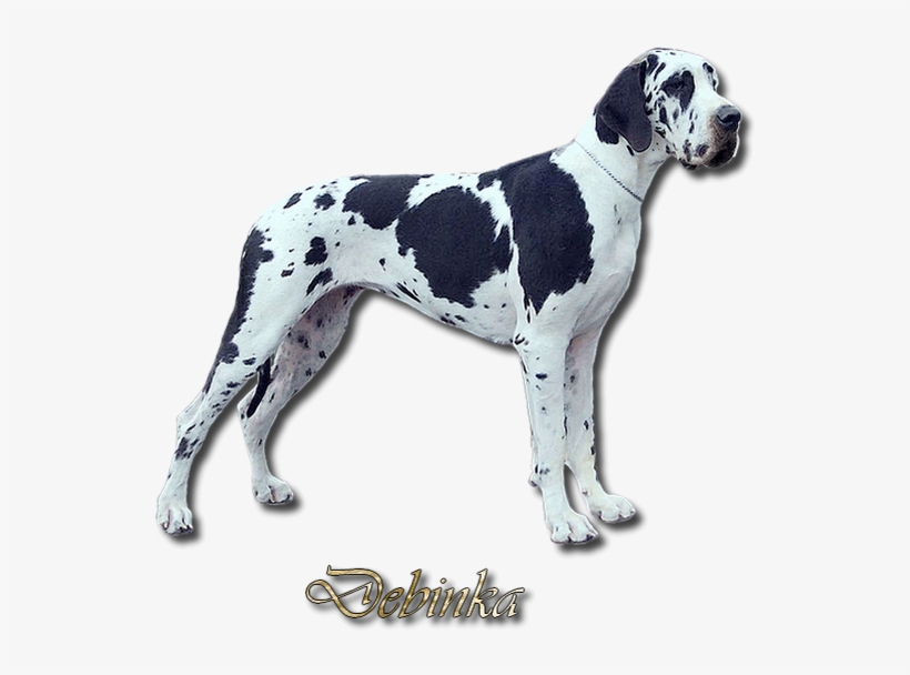 Debinka Na Web - Great Dane, transparent png #8435066