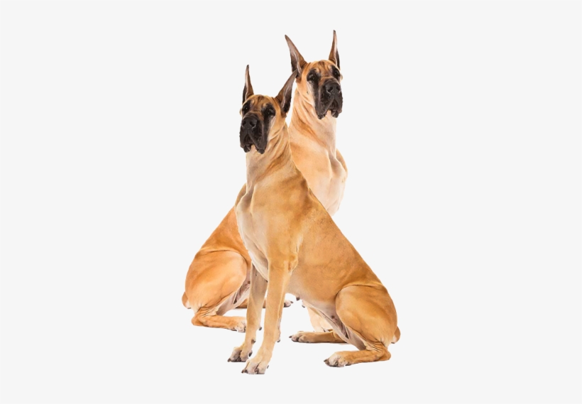 Great Dane, transparent png #8435120