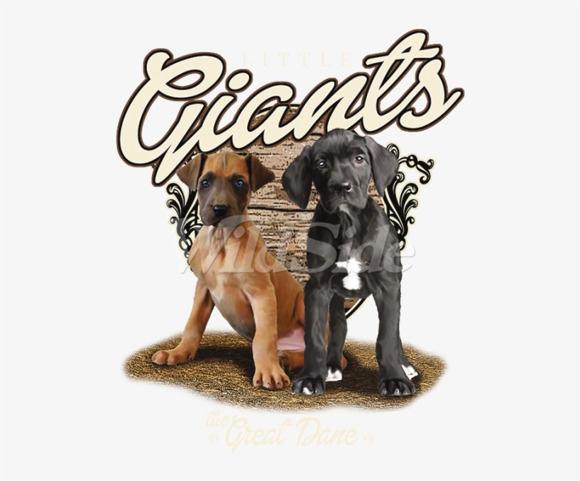 Little Giants, The Great Dane - Companion Dog, transparent png #8435201