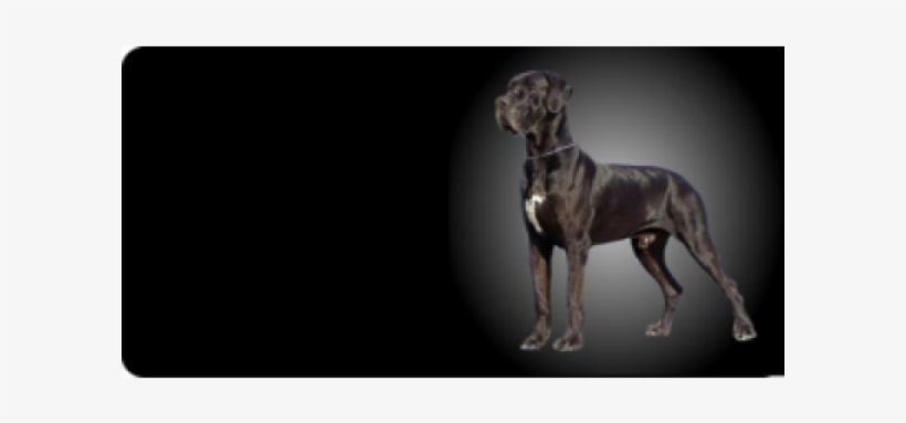Great Dane Photo License Plate Free Personalization - Great Dane, transparent png #8435637