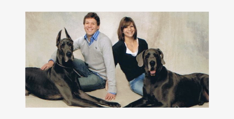 Great Dane, transparent png #8435697