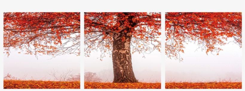 Autumn Tree 3 Piece Wall Decor - Autumn, transparent png #8436018