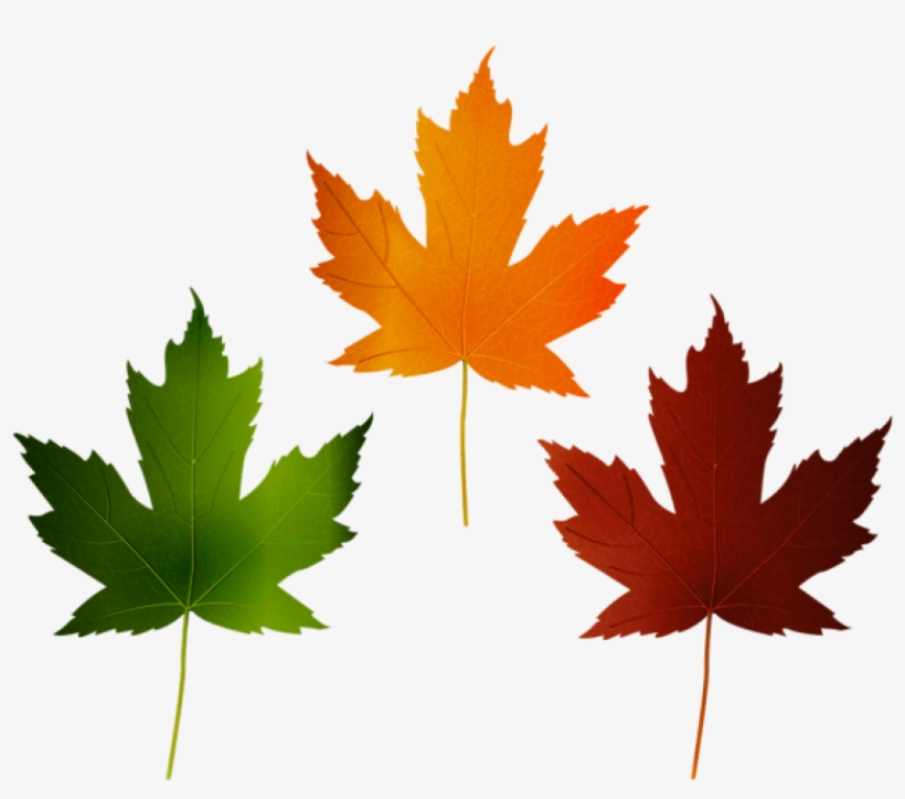 Free Png Download Autumn Leaves Set Clipart Png Photo - Canada Day, transparent png #8436054