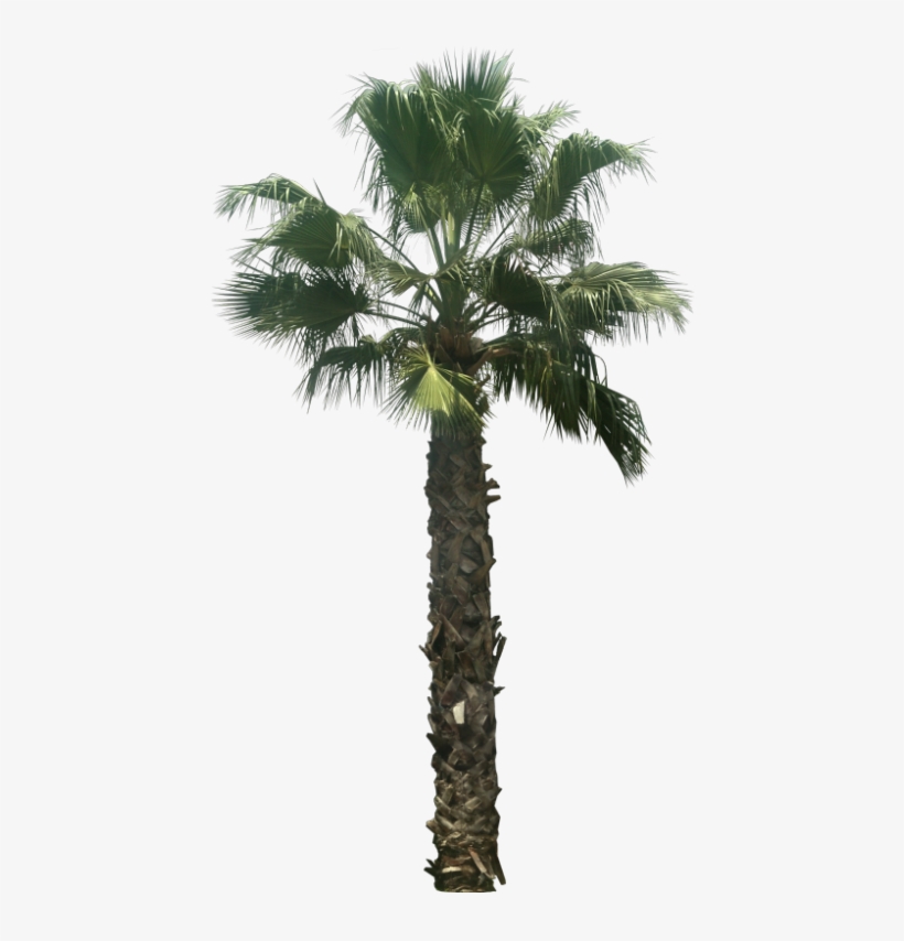440 X 774 7 - Palm Tree Png, transparent png #8436367