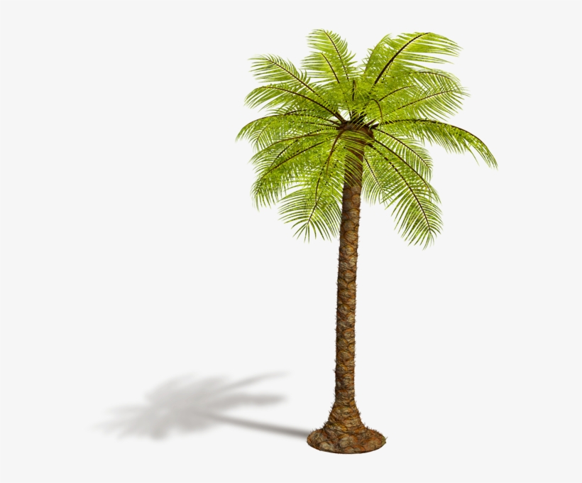 Tropical Trees - صور عيد الميلاد المجيد 2012, transparent png #8436520