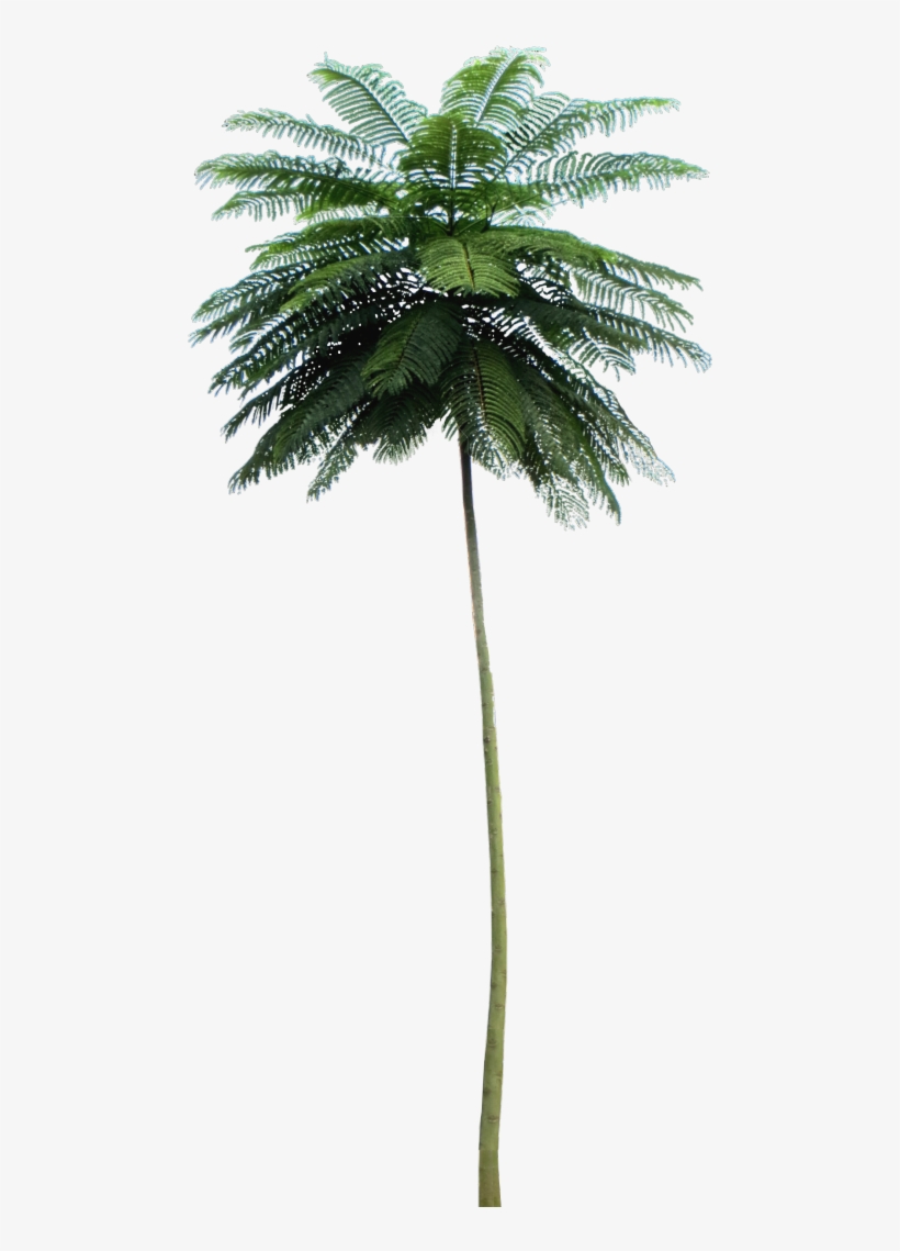 Tropical Plant Pictures - Schizolobium Parahyba Png, transparent png #8436555