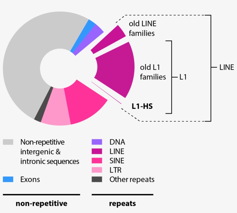Background - Retrotransposons In Humans, transparent png #8436861