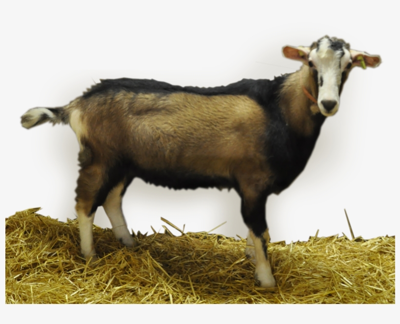 Buck Information - Goat, transparent png #8436909