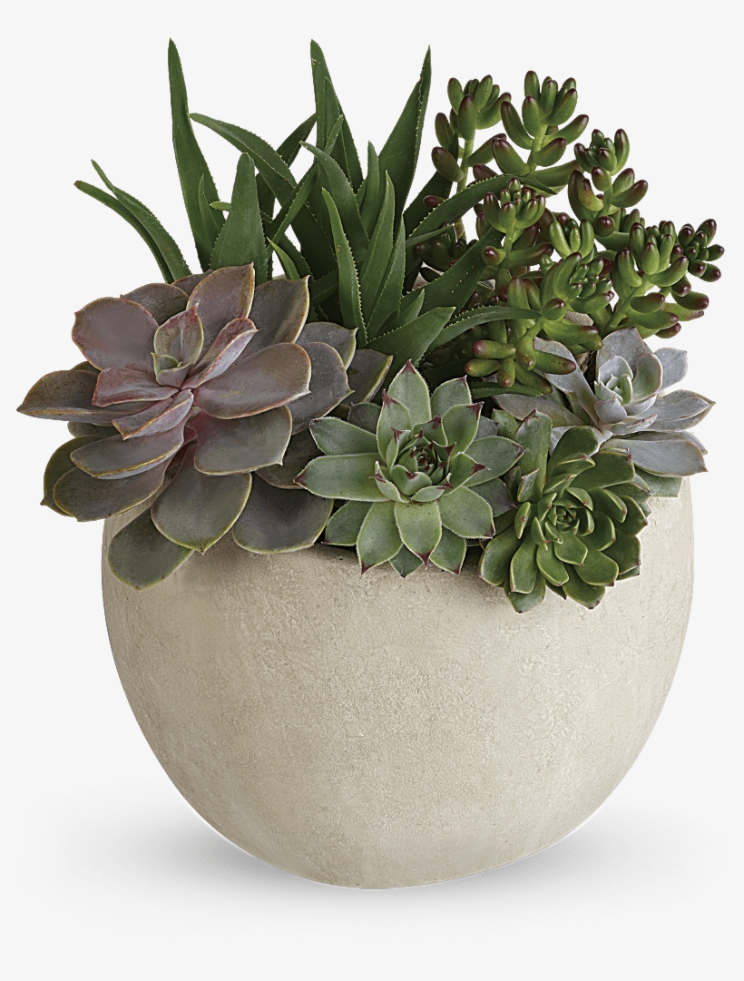 Beautiful Flowers, Phoenix - Teleflora Succulent, transparent png #8439475