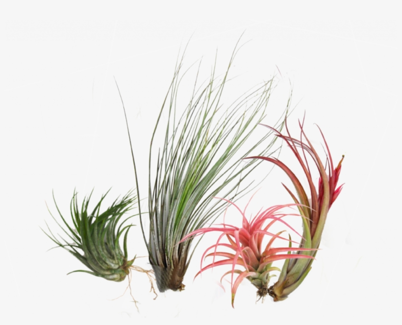 Air Plants Are A Unique Group Of Plants That Can Grow - Sweet Grass, transparent png #8439663