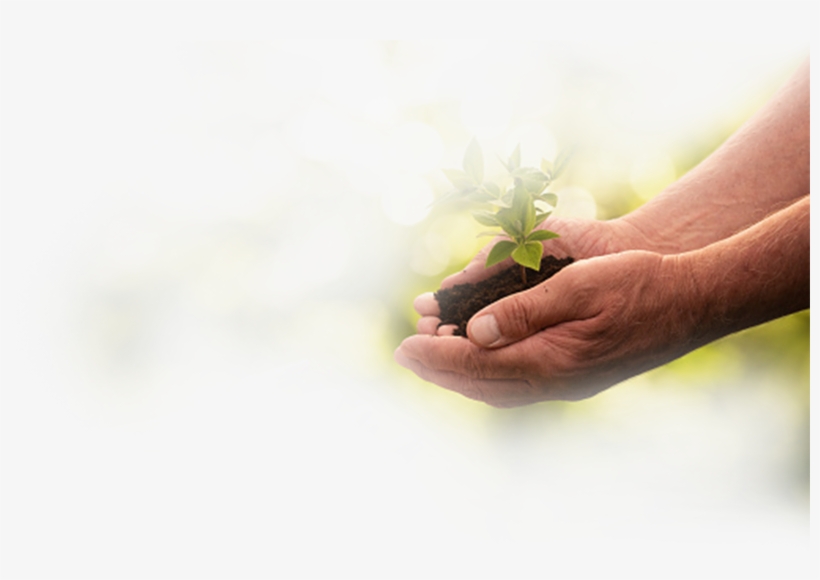 Make A Difference - Radish, transparent png #8440189