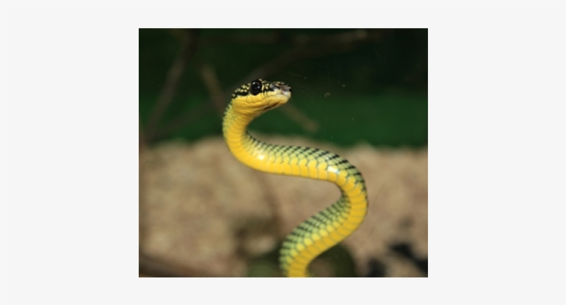 Standing Snake, transparent png #8444391