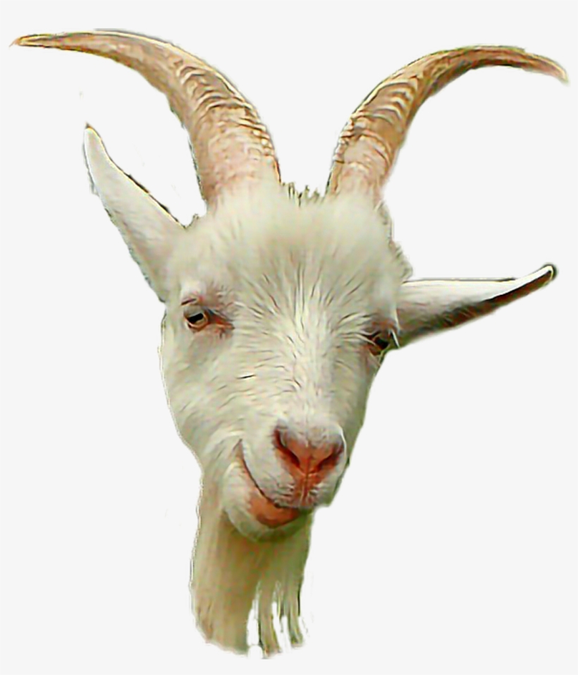 Коза Goat Белый White Мех Fur Борода Beard Рога Horns - Goat, transparent png #8448422