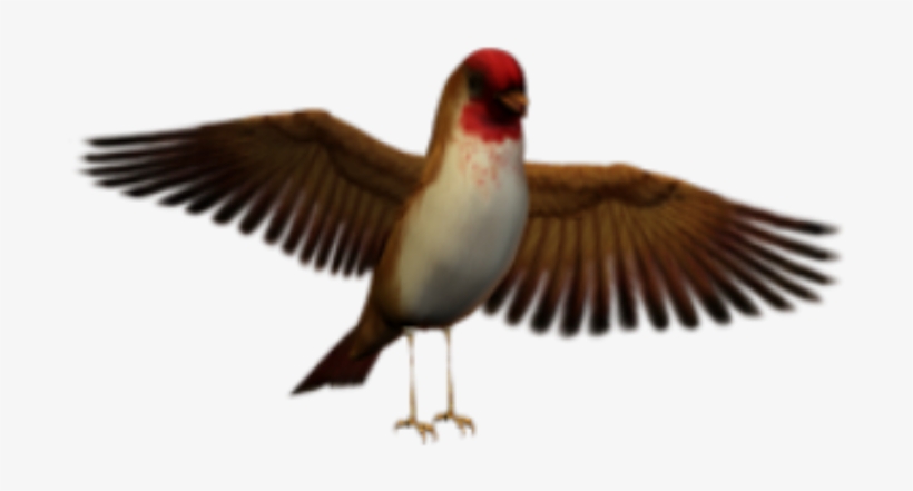 Bird Sticker - Seabird, transparent png #8448627