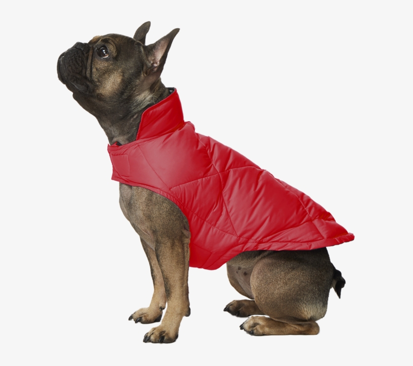 Rose Envy - 32 Degrees Dog Down Vest, transparent png #8450240
