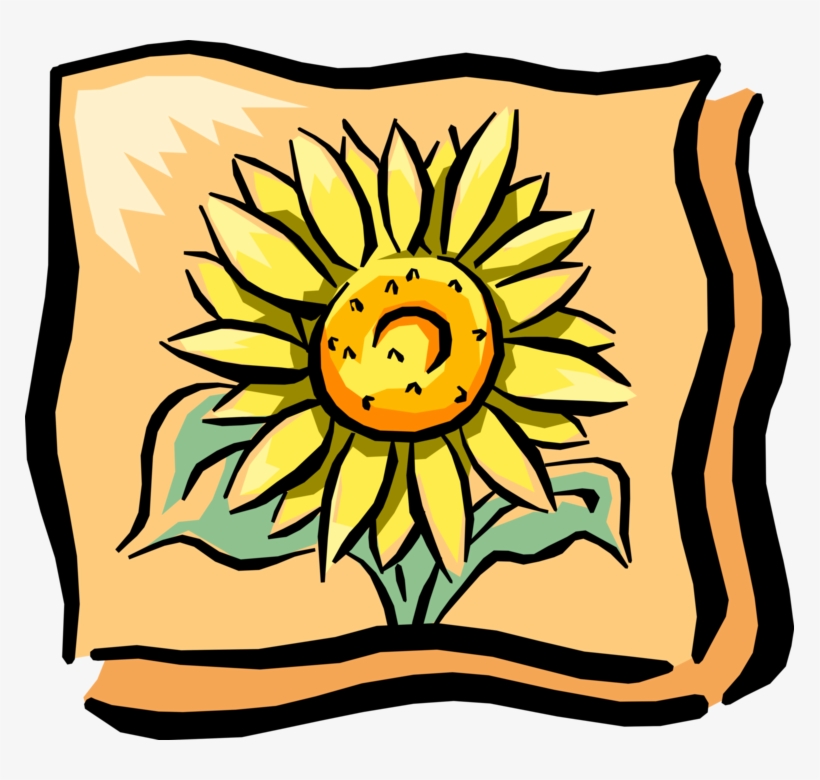 Vector Illustration Of Sunflower In Full Summer Bloom, transparent png #8450523