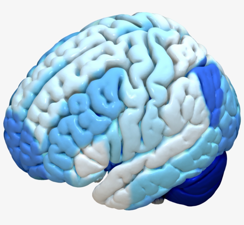 Brainnetome - Mni Brain, transparent png #8450665