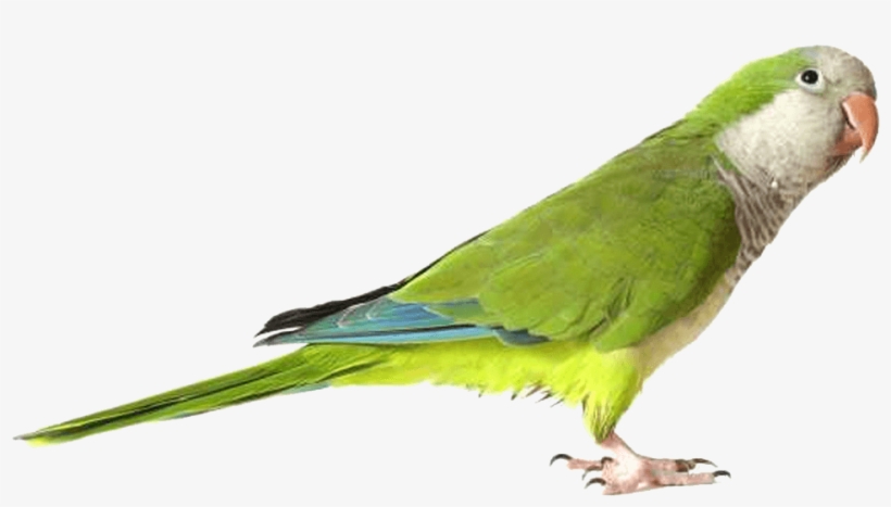 Parrot Png Image, Free Pictures Download - Parrot Png, transparent png #8451120