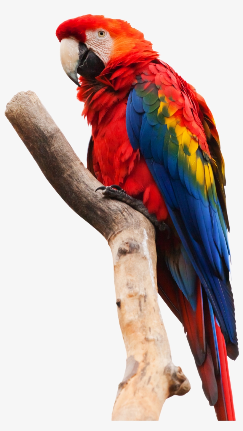 Parrot Sitting On A Stick - Scarlet Macaw White Background, transparent png #8451430