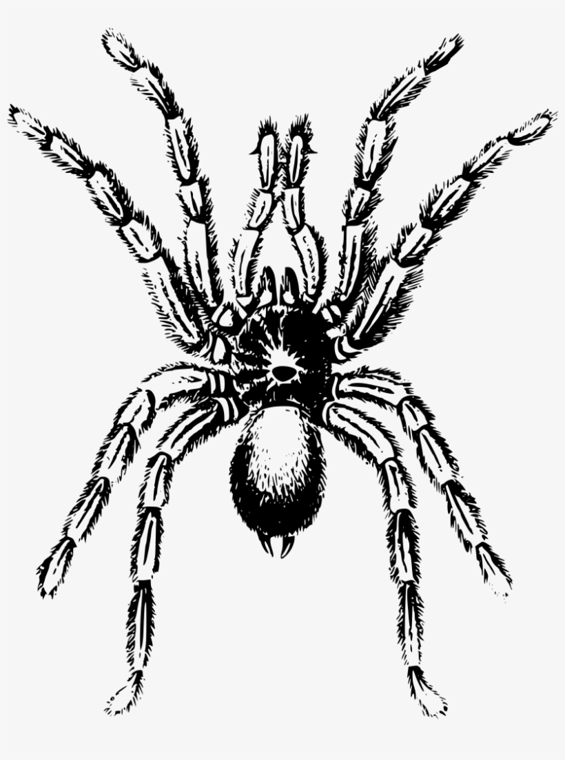 Download Png - Arthropods Animals Clip Art, transparent png #8453971