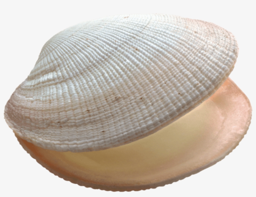 Free Png Shell Png Images Transparent - Clam Png, transparent png #8454500