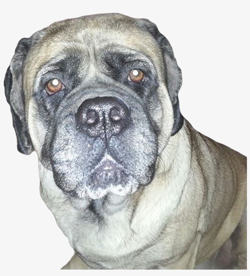 Puppy / Dog Chew Sessions Are Good - Boxer, transparent png #8455098