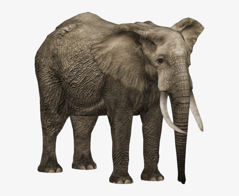 Zoo Tycoon 2 African Forest Elephant, transparent png #8455449
