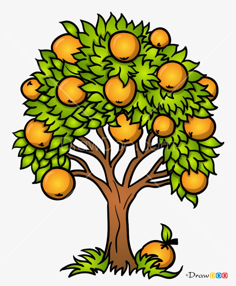 How To Draw An Orange Tree With How To Draw Orange - Draw Orange Tree, transparent png #8457117