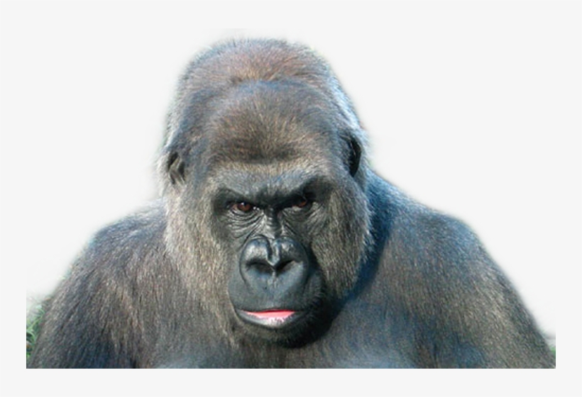 Monkey, transparent png #8457166