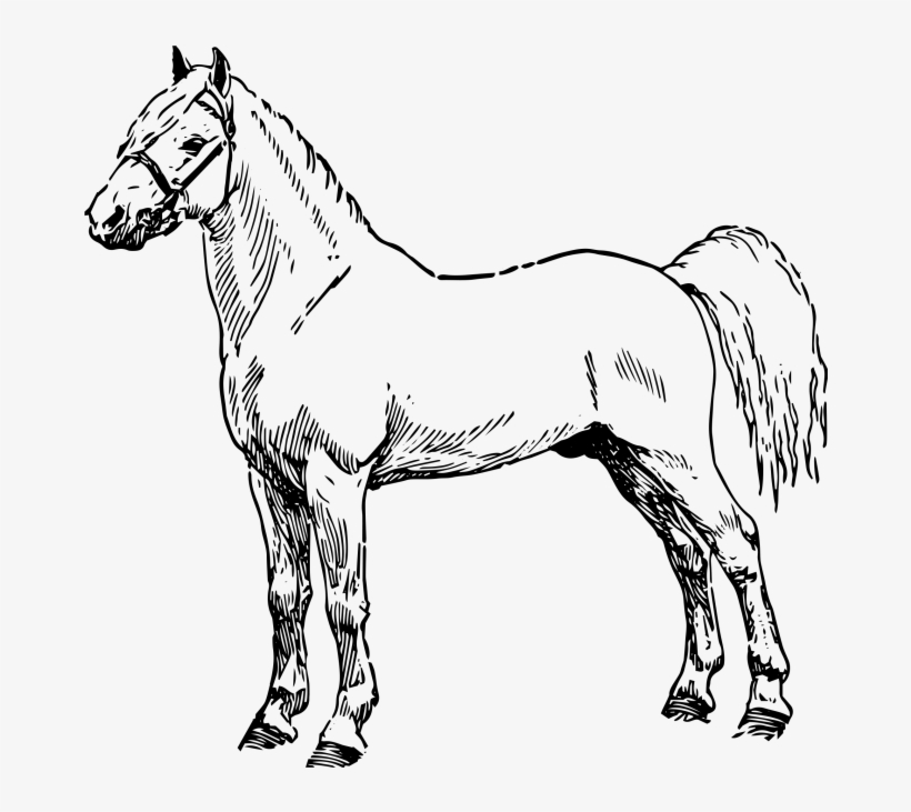 Horse - Mane, transparent png #8457401