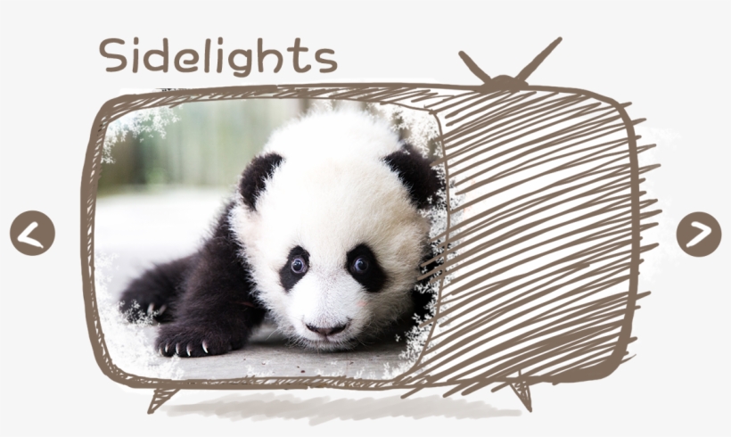 Star Panda Of The Seasonchoose Your Favorite Pandas - Panda, transparent png #8458170