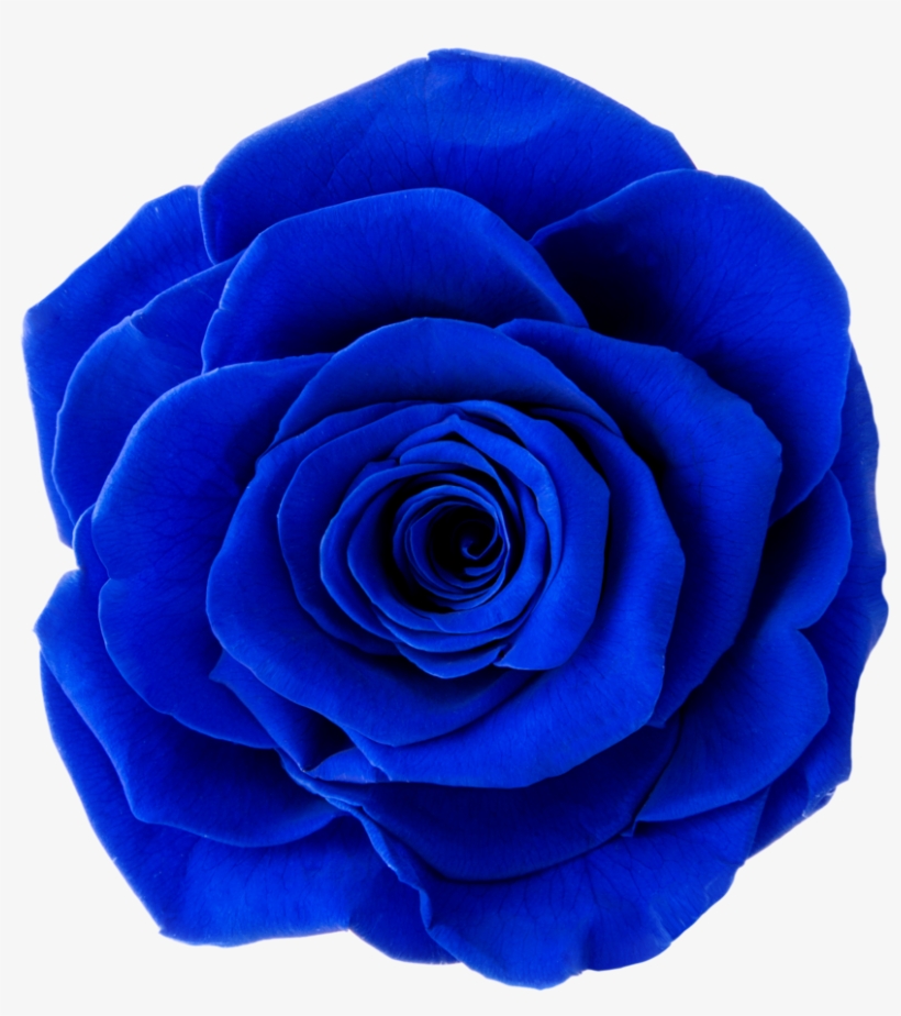 Garden Roses, transparent png #8460326