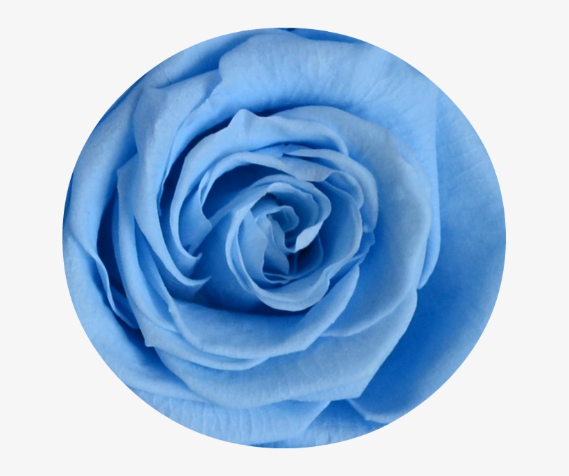 Dark Portions Of The Checker/bullseye Image Is Where - Garden Roses, transparent png #8461037