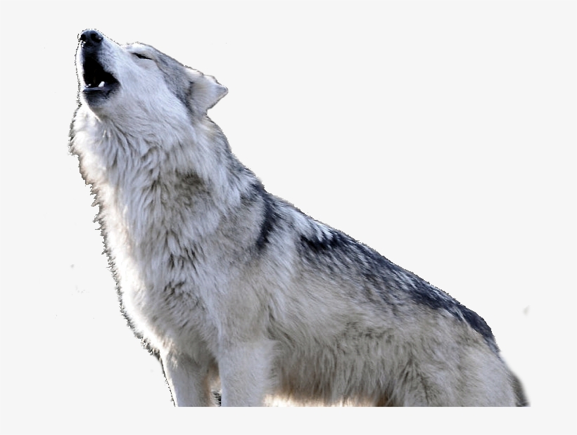 When Walking Into A Space Invokes Anger, Fear Or Anxiety, - Czechoslovakian Wolfdog, transparent png #8462244