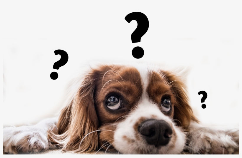 1920 X 1279 22 - Confused Dog, transparent png #8464834