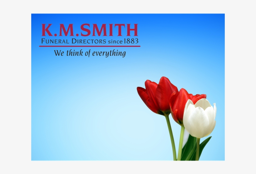 Matthews, Robert James &nbsp - Sprenger's Tulip, transparent png #8466409