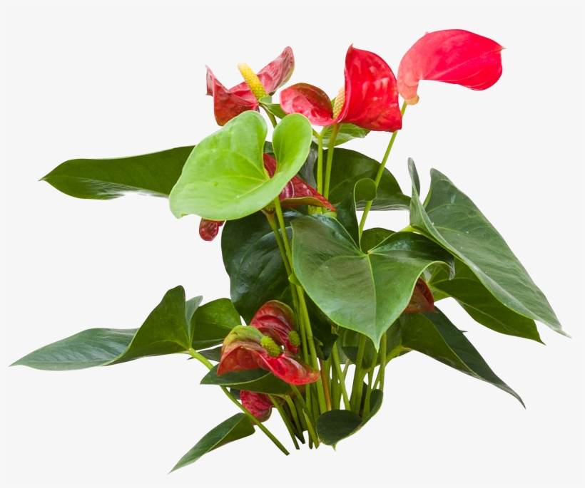 Anthurium, transparent png #8469067