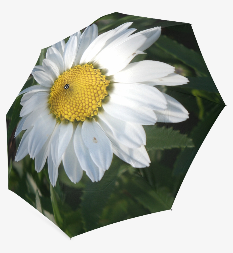 Oxeye Daisy, transparent png #8470150