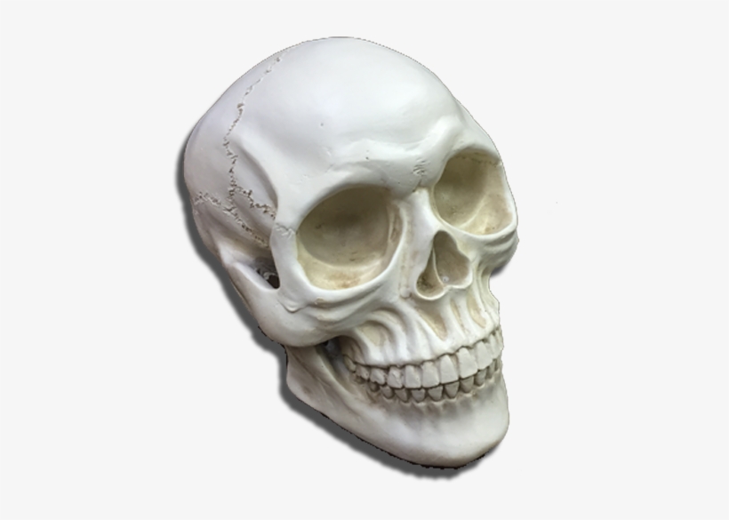 Skull, transparent png #8470219
