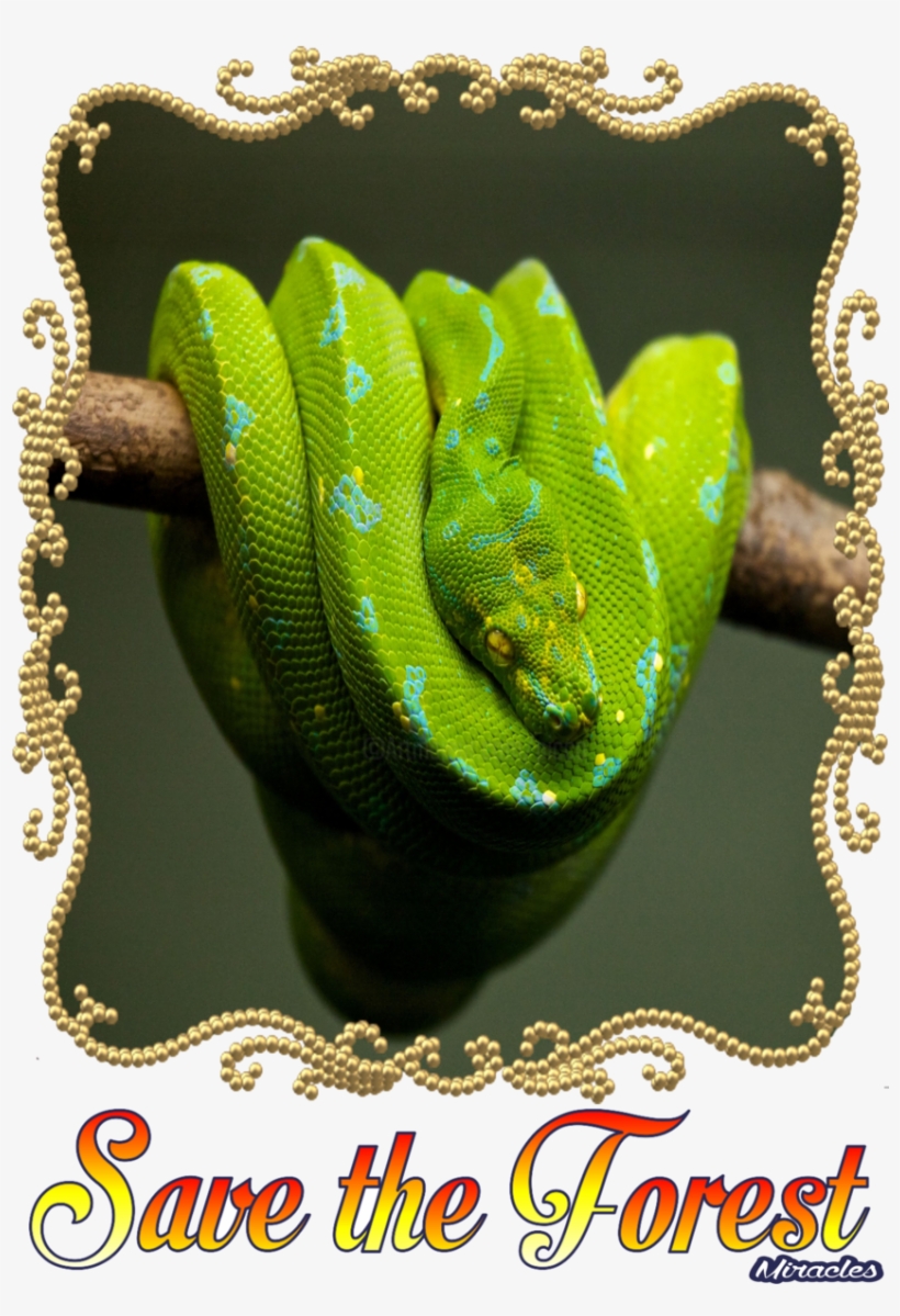 Tee Shirt 3 Serpent - Burmese Python, transparent png #8471057
