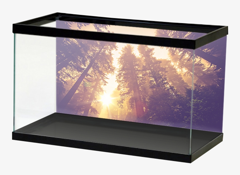 Specialty Mistyforest, transparent png #8472654