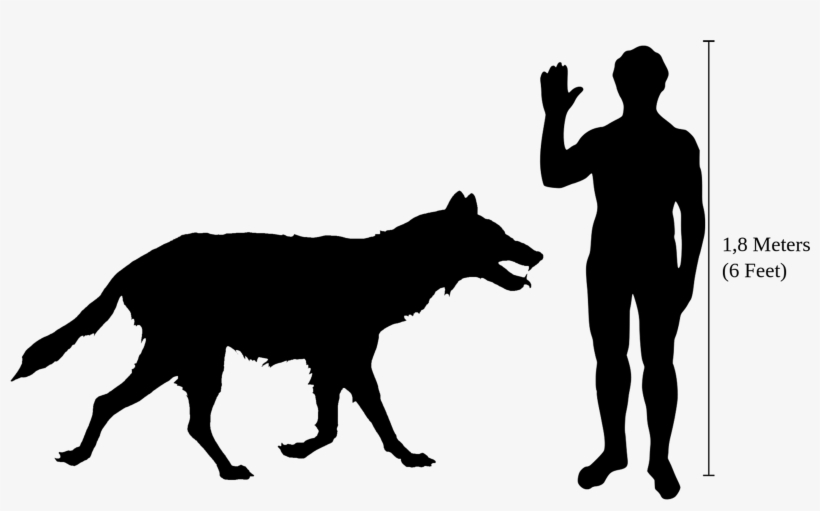 Canis Dirus Size - Dire Wolf Size, transparent png #8473089